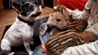 Illustration for article titled Oh God This Bulldog Adopted Piglets